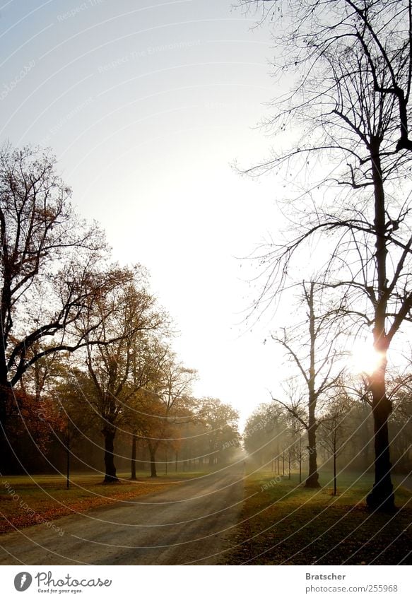 Fototapete DD Garten Trauerfeier Beerdigung Herbst Nebel Park Wald Straße Wege & Pfade Traurigkeit Unendlichkeit trösten Tod Müdigkeit Ende Jahreszeiten Allee