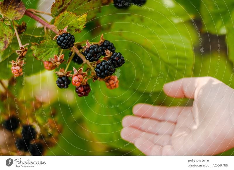 Brombeeren ernten Gesunde Ernährung Wellness Leben Freizeit & Hobby Spielen Ferien & Urlaub & Reisen Sommer Sommerurlaub Kind Kleinkind Kindheit Hand 8-13 Jahre