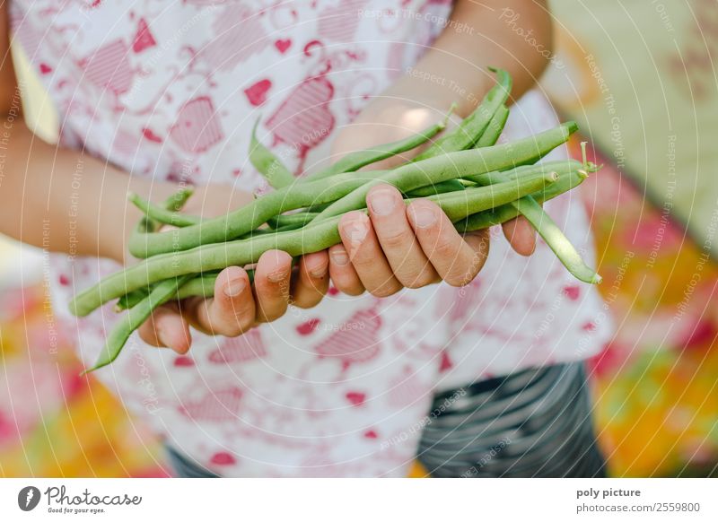 Kinderhände halten Stangenbohnen Gesunde Ernährung Freizeit & Hobby Spielen Mädchen Kindheit Jugendliche Leben Hand 3-8 Jahre 8-13 Jahre Natur Sommer Herbst