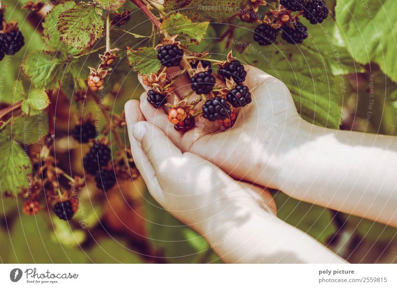 Kinderhände halten Brombeeren Gesundheit Gesunde Ernährung Freizeit & Hobby Spielen Ferien & Urlaub & Reisen Mädchen Junge Kindheit Jugendliche Leben Hand