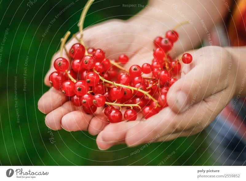 Johannisbeeren in Kinderhänden Gesunde Ernährung Freizeit & Hobby Spielen Mädchen Junge Kindheit Jugendliche Leben Hand 1-3 Jahre Kleinkind 3-8 Jahre 8-13 Jahre