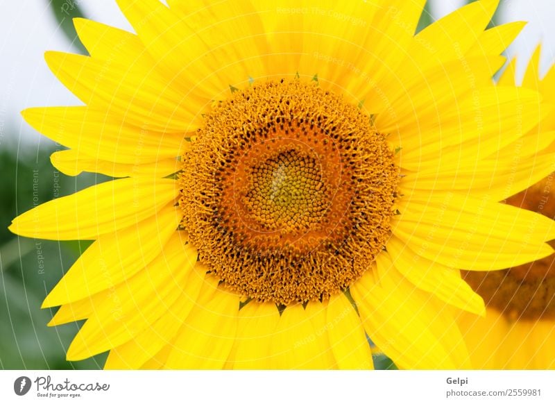 Sonnenblume schön Sommer Garten Natur Landschaft Pflanze Himmel Blume Blatt Blüte Wiese Wachstum hell natürlich gelb grün Feld Ackerbau Hintergrund sonnig