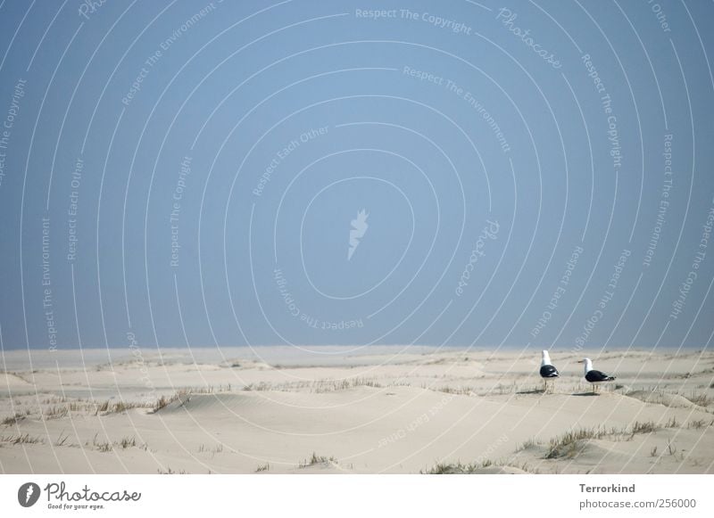 Spiekeroog | Heim.wärts Insel Nordsee Meer Sand Strand Ferne Tier Möwe Platz Himmel blau Wolkenloser Himmel Sträucher Grasbüschel leer.