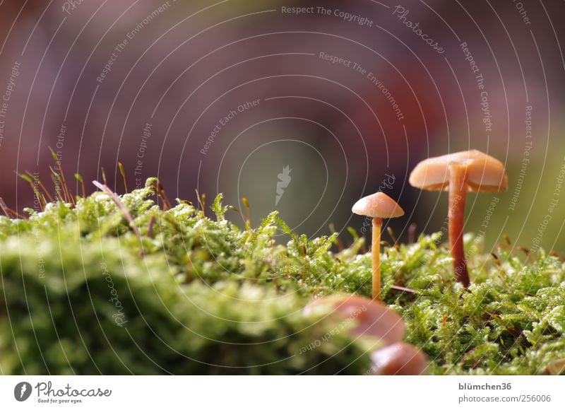 Wenn ich erstmal groß bin, werde ich ... Lebensmittel Gemüse Ernährung Natur Pflanze Herbst Moos Pilz Pilzhut Waldboden Wachstum ästhetisch schön klein lecker