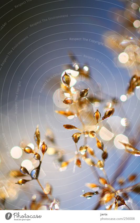 glamour Natur Landschaft Wassertropfen Himmel Herbst Schönes Wetter Pflanze Gras frisch glänzend hell natürlich gold Optimismus Vertrauen Gelassenheit ruhig