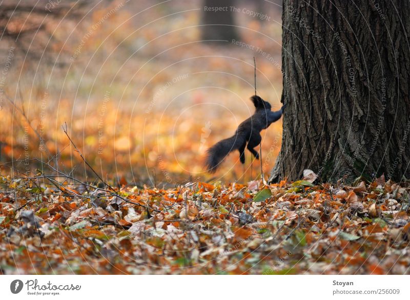 Seite Eichhörnchen stehend Sommer Herbst Schwanzansicht Wildtiere Natur Schönes Wetter Pflanze Baum Gras Sträucher Moos Blatt Park Feld Wald Urwald Hügel 1 Tier