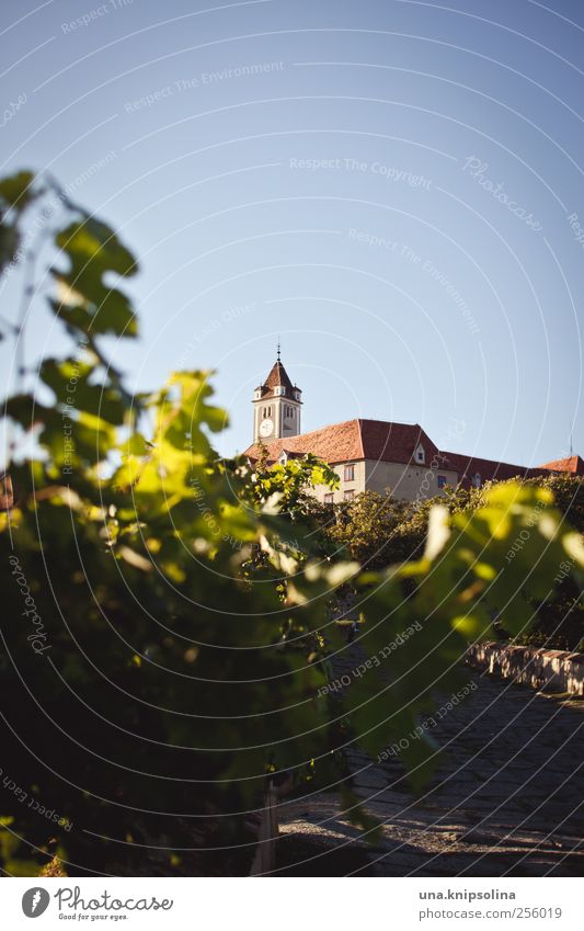 Es stand an seines Schlosses Brüstung... Umwelt Natur Schönes Wetter Pflanze Blatt Nutzpflanze Wein Weinberg Österreich Bundesland Steiermark Bauwerk Gebäude