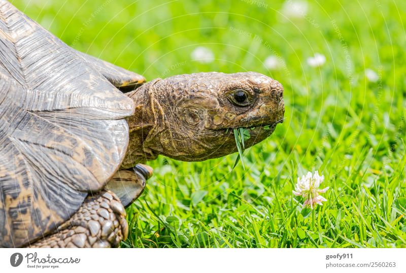 Guten Appetit Ausflug Abenteuer Natur Erde Pflanze Gras Tier Wildtier Tiergesicht Fährte Zoo Schildkröte Schildkrötenpanzer 1 Fressen genießen krabbeln Farbfoto