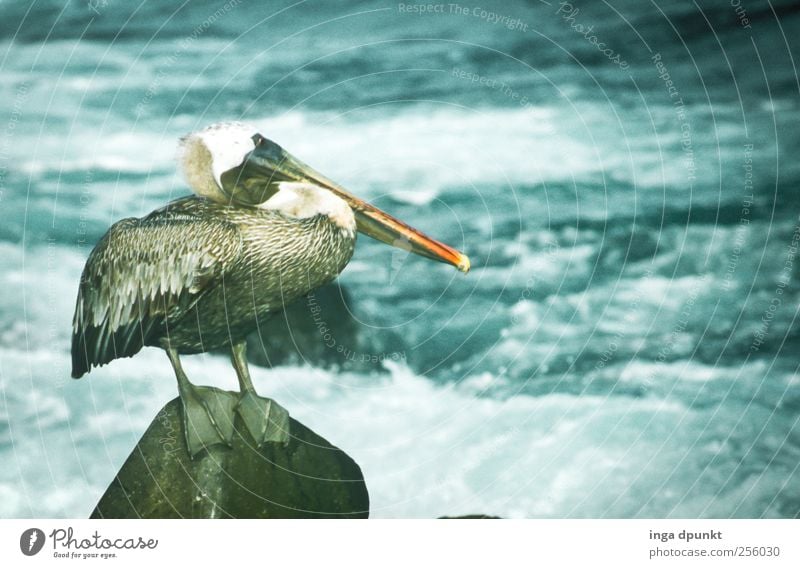 Fischfänger Ferien & Urlaub & Reisen Tourismus Abenteuer Ferne Strand Meer Wasser Wellen Küste Insel Galapagosinseln Südamerika tropisch Urwald Tier Wildtier