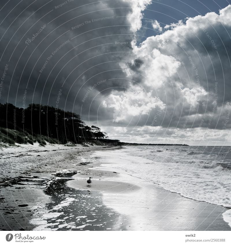 Wettervogel Umwelt Natur Landschaft Urelemente Luft Wasser Himmel Wolken Gewitterwolken Horizont Herbst Klima Schönes Wetter Wind Baum Wellen Küste Strand