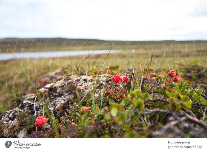 Nordische Vegetation Lebensmittel Frucht Ernährung Bioprodukte Sinnesorgane Natur Landschaft Pflanze Sommer Klima Wachstum ästhetisch Einsamkeit einzigartig