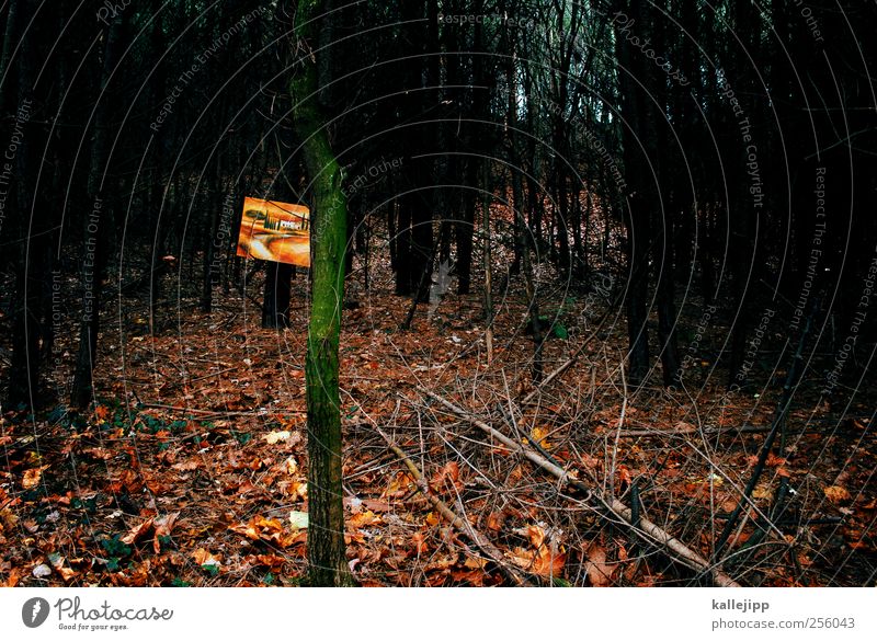 6. türchen Umwelt Natur Landschaft Pflanze Herbst Baum Blatt Wald Haus Traumhaus ruhig Einsamkeit Bild Gemälde Kunstwerk Ausstellung Toskana Italien kalt Wärme