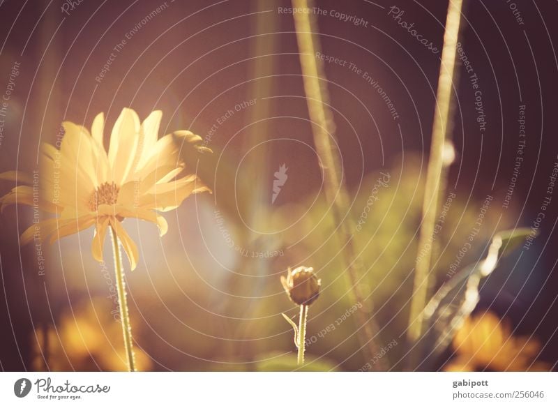 der nächste Sommer kommt bestimmt Umwelt Natur Pflanze Schönes Wetter Blume Sträucher Blatt Blüte Wildpflanze Garten Blühend Duft Erholung schön natürlich wild