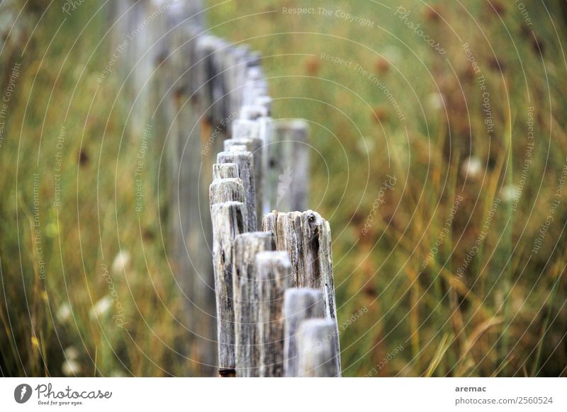 Holzzaun in den Dünen Natur Landschaft Pflanze Sommer Küste Frankreich Bretagne Europa Zaun ästhetisch grau grün ruhig Stimmung Trauer Farbfoto Gedeckte Farben