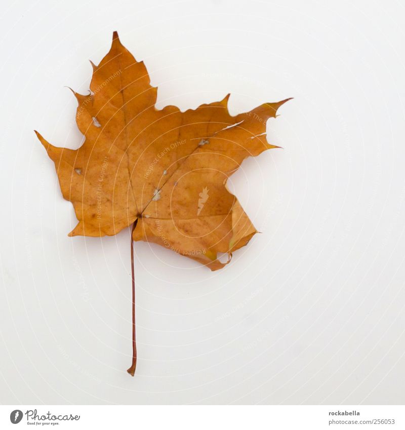 entropie I. Umwelt Natur Pflanze Blatt ästhetisch elegant natürlich Ahorn Ahornblatt Herbst Farbfoto Studioaufnahme Menschenleer Textfreiraum links