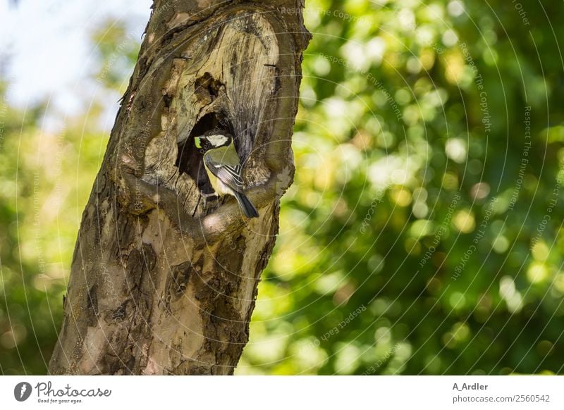 Kohlmeise mit Wurm Natur Landschaft Pflanze Sommer Schönes Wetter Baum Sträucher Garten Park Tier Vogel 1 füttern Blick braun gelb grün Unschärfe Loch Meisen