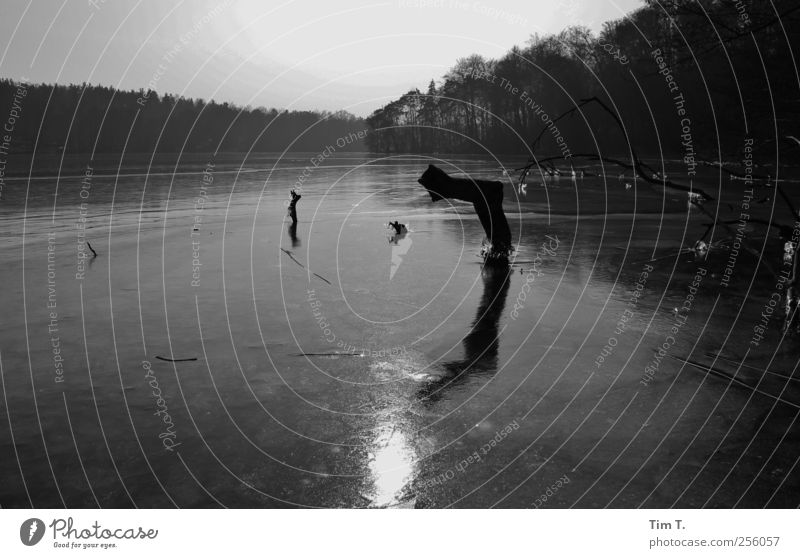 Wintersee Umwelt Natur Landschaft Pflanze Wasser Eis Frost Baum Seeufer Einsamkeit Schwarzweißfoto Außenaufnahme Menschenleer Abend Dämmerung