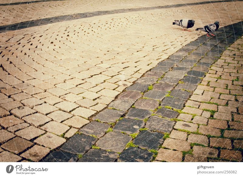 600 * cobblestones Stadt Stadtzentrum Tier Wildtier Vogel Taube 2 Tierpaar gehen Spaziergang Pflastersteine Bodenbelag Strukturen & Formen Straße Moos