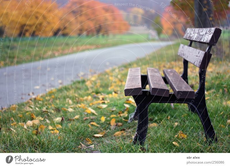 Im Herbst Umwelt Natur Pflanze Baum Gras Blatt Herbstlaub Wege & Pfade Fahrradweg Fußweg Asphalt Bank Erholung Spaziergang Spazierweg Pause beruhigend Landleben