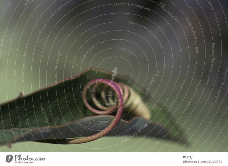 Auch Kringel brauchen manchmal Geborgenheit harmonisch Wohlgefühl Zufriedenheit Erholung Natur Pflanze Blatt Grünpflanze Ranke Passionsblume Spirale dunkel dünn