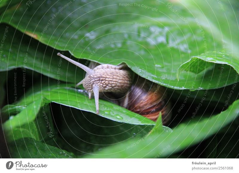 Regenschutz Natur Tier Pflanze Blatt Grünpflanze Garten Park Schnecke 1 klein schleimig grün Tatkraft Tierliebe Gelassenheit ruhig Ausdauer Zufriedenheit Umwelt