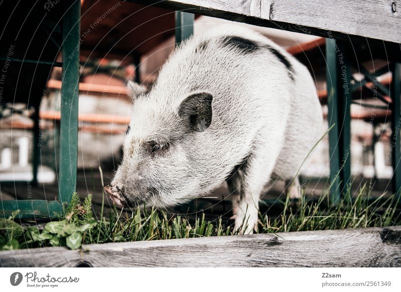 Minischwein 2 Natur Landschaft schlechtes Wetter Wiese Schwein Hausschwein stehen Freundlichkeit schön klein natürlich Neugier niedlich ruhig Idylle Alm