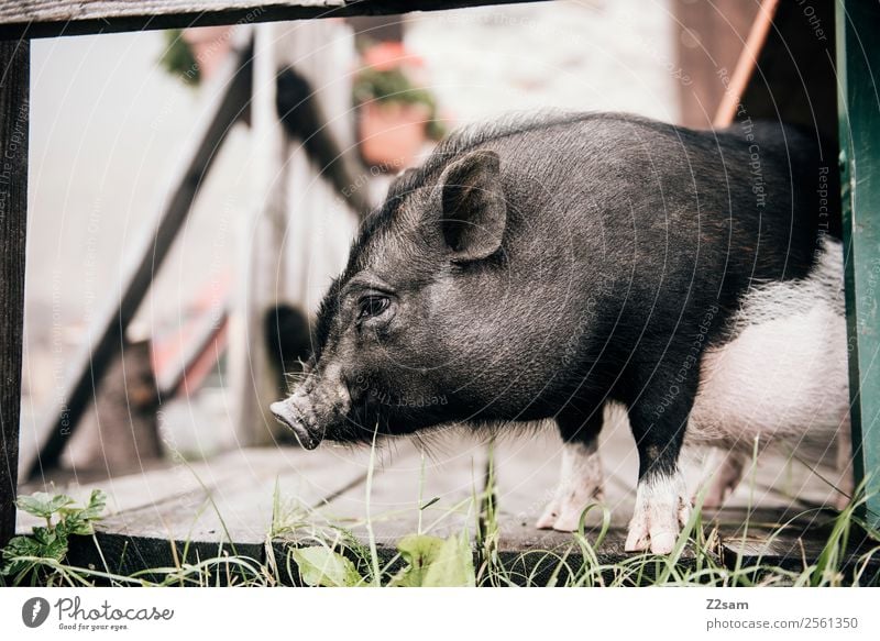 Minischwein Natur Landschaft Wiese Tier Schwein minischwein 1 beobachten stehen frech niedlich ruhig Idylle Alm Österreich Farbfoto Außenaufnahme Kontrast