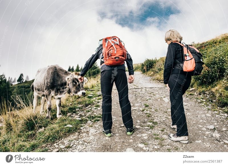 Wanderer mit Kuh Freizeit & Hobby Ferien & Urlaub & Reisen Ausflug Berge u. Gebirge wandern Feste & Feiern Weiblicher Senior Frau Männlicher Senior Mann Paar