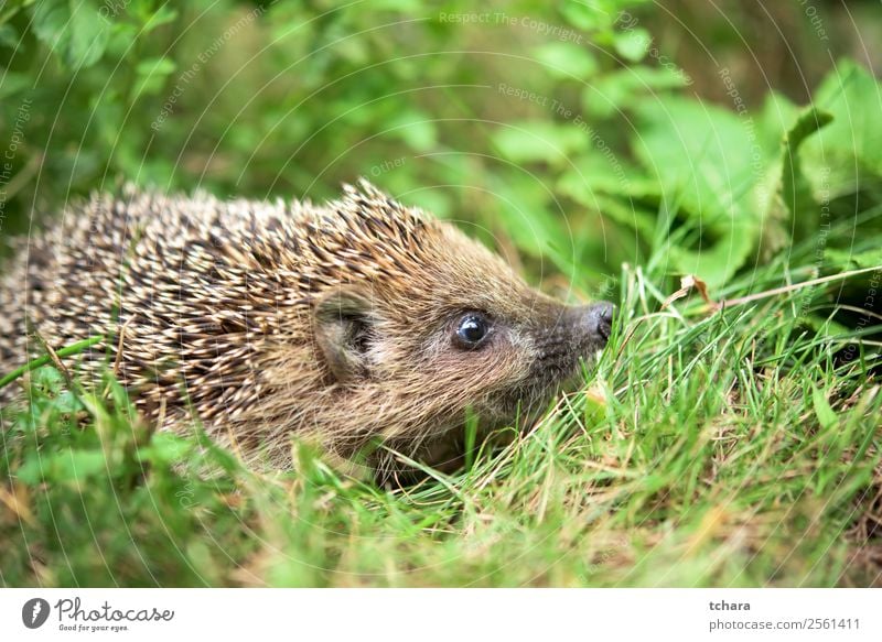 Igel im Garten Kunst Natur Tier Herbst Gras Moos Blatt Wald schlafen klein natürlich niedlich stachelig wild braun grau grün Schutz Europäer Tierwelt Säugetier