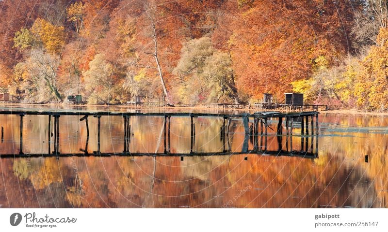 Unser Wald soll bunter werden Umwelt Natur Landschaft Sonne Herbst Schönes Wetter Pflanze Baum Küste Seeufer Steg braun mehrfarbig gold Lebensfreude