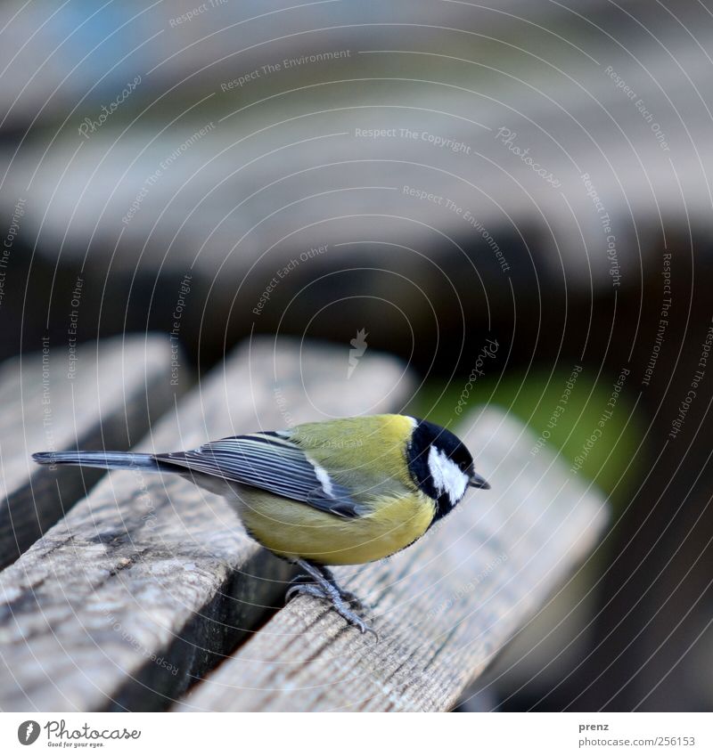 horizontal Natur Tier Wildtier Vogel 1 Holz stehen grau Blaumeise Bank Holzbrett Farbfoto Außenaufnahme Menschenleer Textfreiraum oben Morgen