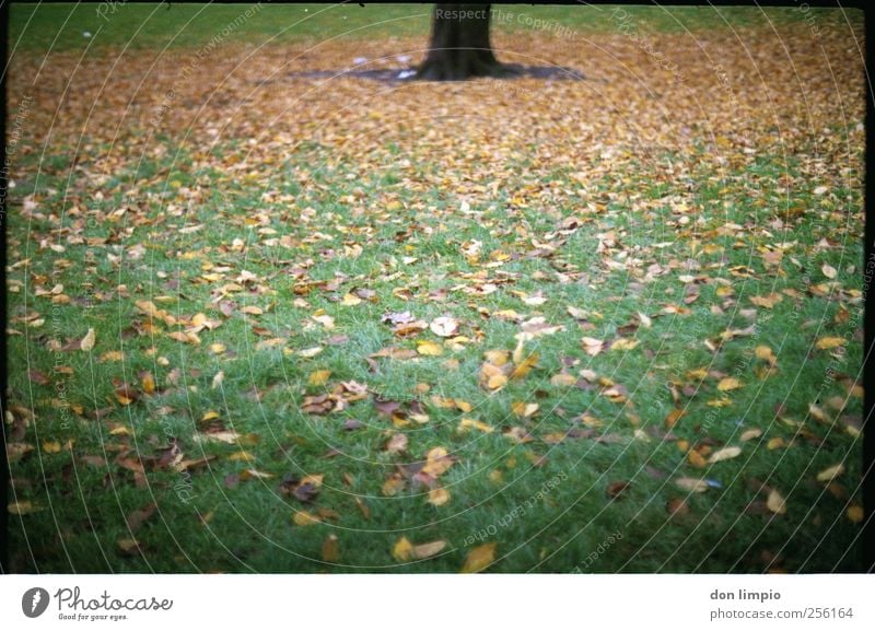 herbst Umwelt Natur Herbst Pflanze Baum Gras Blatt Grünpflanze Park Wiese liegen dehydrieren viele grün Stimmung analog Baumstamm Farbfoto Außenaufnahme