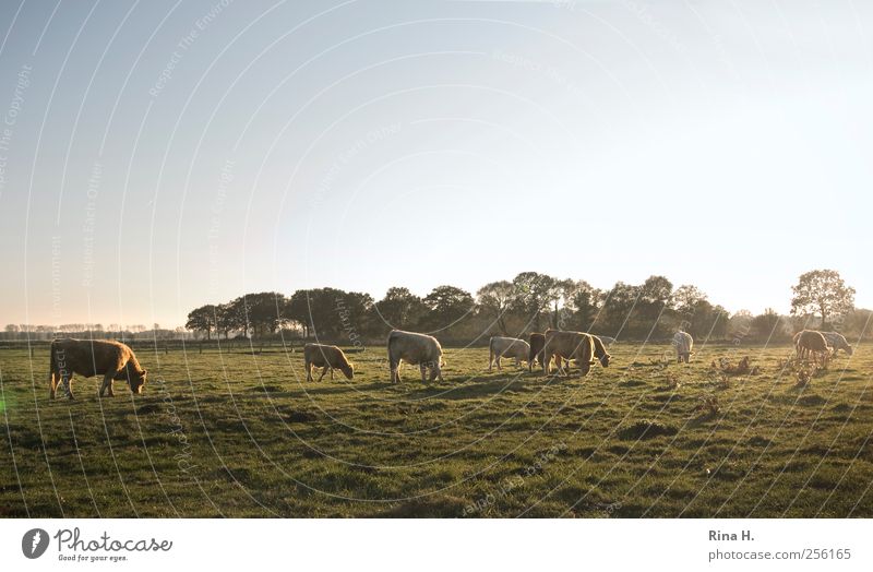 Glückliche Kühe Landwirtschaft Forstwirtschaft Natur Landschaft Herbst Wiese Tier Nutztier Kuh Tiergruppe Herde Fressen authentisch natürlich grün Stimmung