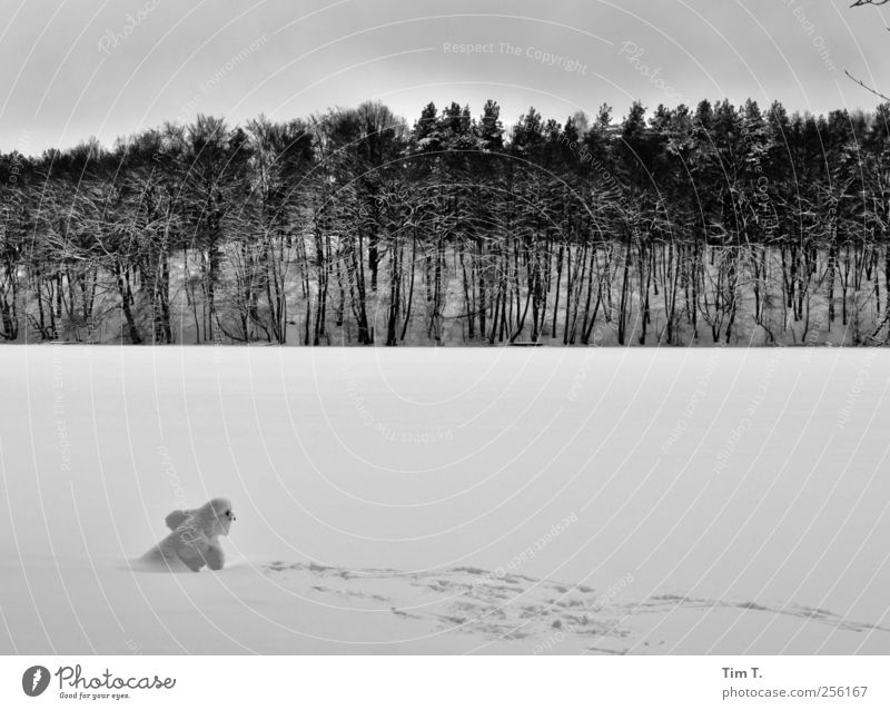 Schneemann Winter Eis Frost Baum Seeufer Liepnitzsee Freude gefroren Wald Schwarzweißfoto Außenaufnahme Abend