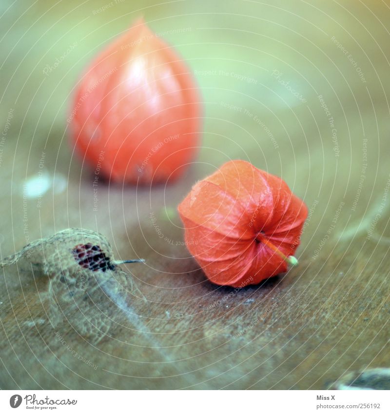 Physalis Lebensmittel Frucht dehydrieren trocken rot Stillleben Holz filigran Farbfoto mehrfarbig Nahaufnahme Strukturen & Formen Menschenleer