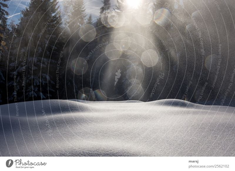 So sanft kann doch nur der Winter Leben harmonisch ruhig Schnee leuchten Schneedecke rund Farbfoto Gedeckte Farben Außenaufnahme Menschenleer Textfreiraum oben