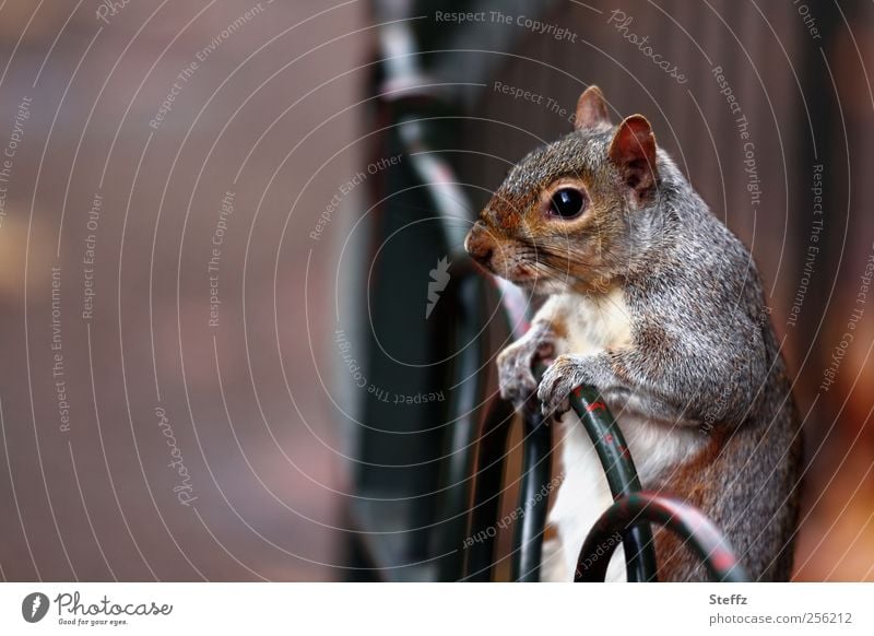 bis dann, ich warte hier Eichhörnchen warten niedlich geduldig Geduld Wildtier wartend beobachten festhalten Tierporträt Tiergesicht braun Krallen Fell Pfote