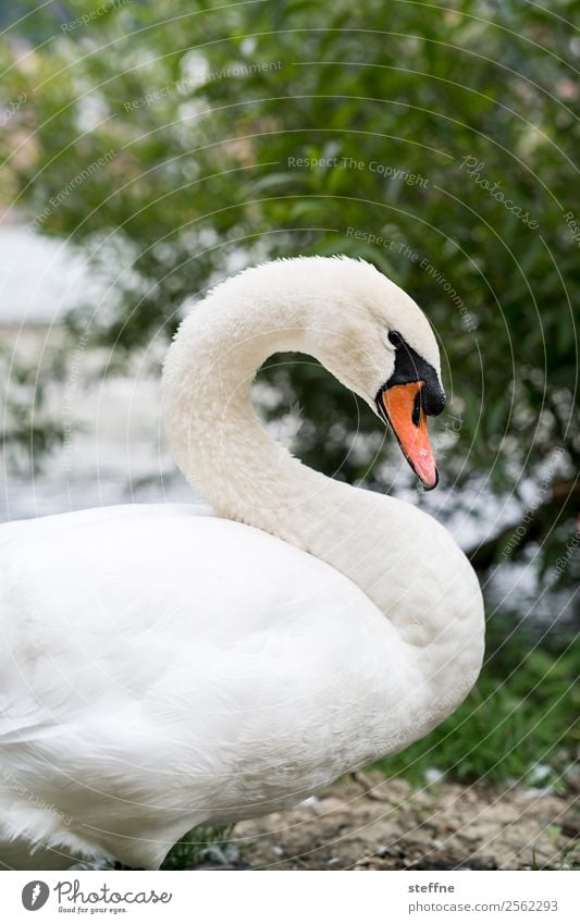 S Wildtier Schwan 1 Tier ästhetisch schwanenhals Sträucher Flussufer Farbfoto Außenaufnahme Tierporträt