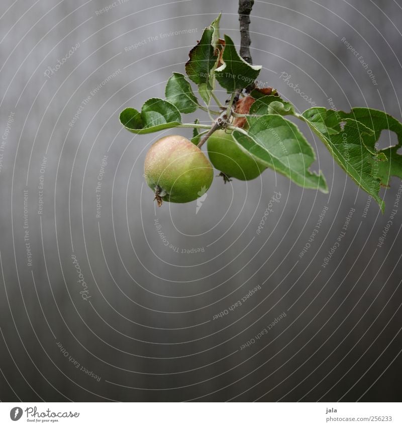 wachstum Lebensmittel Apfel Ernährung Bioprodukte Vegetarische Ernährung Umwelt Natur Pflanze Frühling Baum Grünpflanze Nutzpflanze ästhetisch Gesundheit lecker