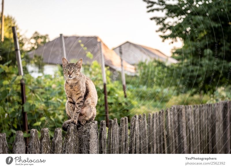 Katze auf einem Holzzaun sitzend Zufriedenheit Garten Natur Landschaft niedlich Aktion agil Tiere Gleichgewicht seltsam heimisch Bauernhof Großgrundbesitz Zaun