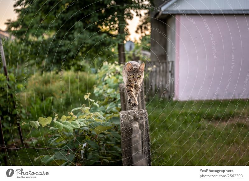 Katze, die auf einem Holzzaun läuft. Garten Natur Tier Haustier Nutztier 1 Aggression sportlich klug Aktion agil Tiere Gleichgewicht seltsam heimisch Bauernhof