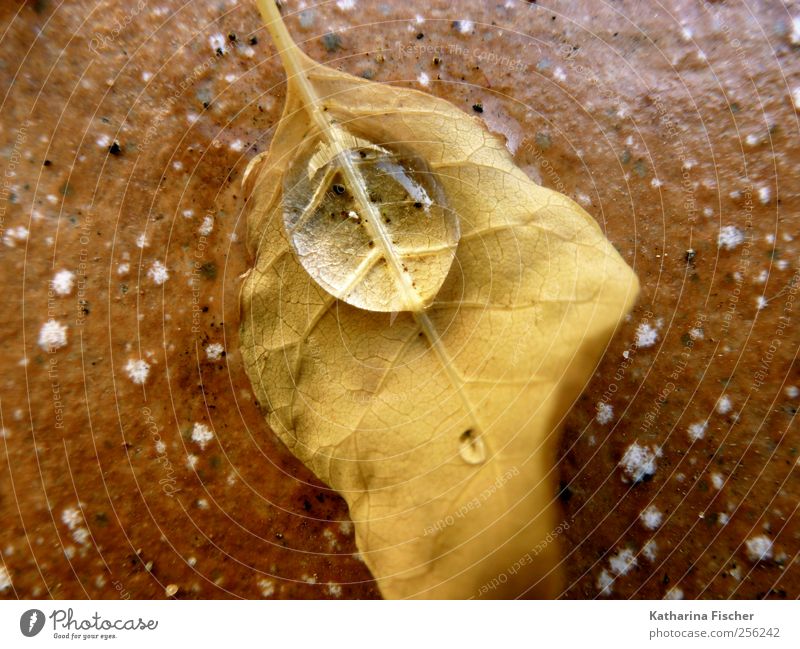 Herbstimpression Natur Winter Blatt Stein Beton Wasser braun gelb Wassertropfen Bodenbelag Makroaufnahme Farbfoto Gedeckte Farben Außenaufnahme Detailaufnahme