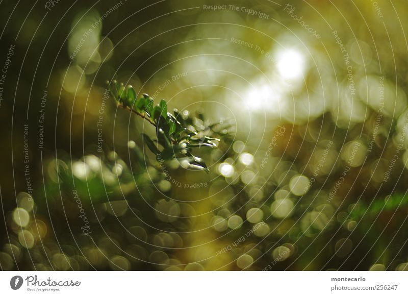 Lichtspiel Umwelt Natur Pflanze Sonne Sonnenlicht Sommer Schönes Wetter Sträucher Grünpflanze Wildpflanze Hecke Park mehrfarbig gelb grau weiß Stimmung Farbfoto