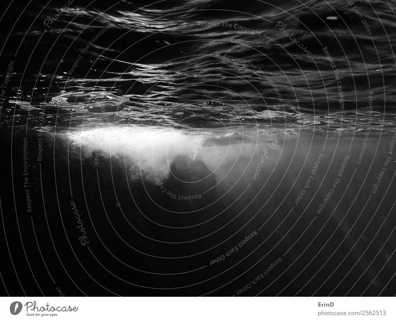 Unterwasserblick auf die Meeresoberfläche mit Blasen und Lichtstrahlen ruhig Ferien & Urlaub & Reisen tauchen Natur nass schwarz weiß Gelassenheit Frieden