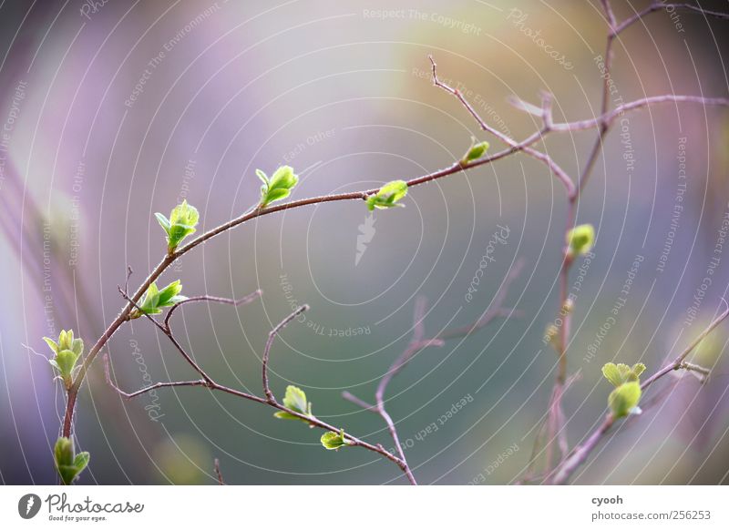 Blättchen Natur Pflanze Frühling Sträucher Blatt Grünpflanze Wachstum zartes Grün streben frisch jung Blattknospe aufwachen filigran Ast Zweig Zweige u. Äste