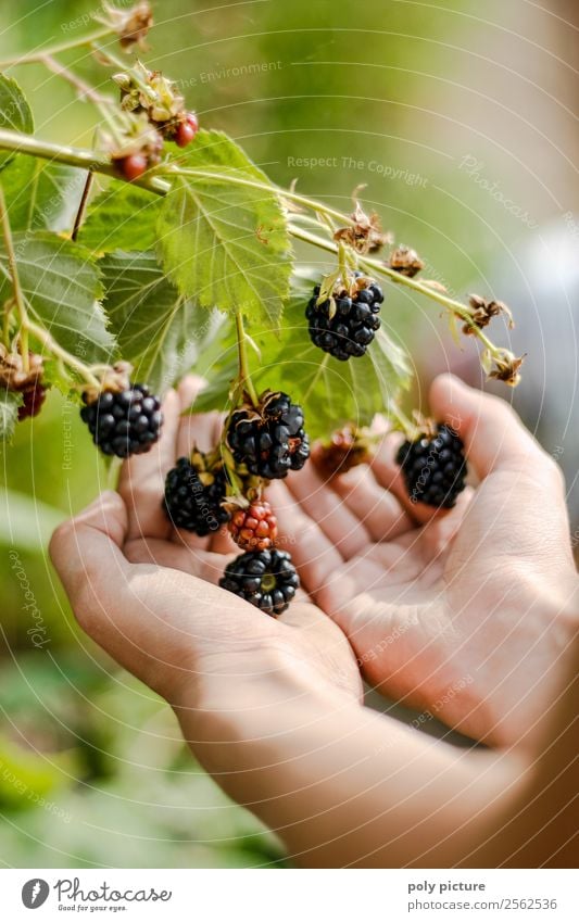 Kinderhand hält Brombeeren Gesunde Ernährung Freizeit & Hobby Spielen Mädchen Junge Junge Frau Jugendliche Junger Mann Kindheit Erwachsene Hand 8-13 Jahre