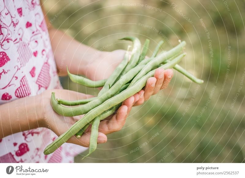 Brechbohnen in Kinderhand Freizeit & Hobby Spielen Ferien & Urlaub & Reisen Sommerurlaub Kleinkind Mädchen Junge Frau Jugendliche Kindheit Arme Hand Finger