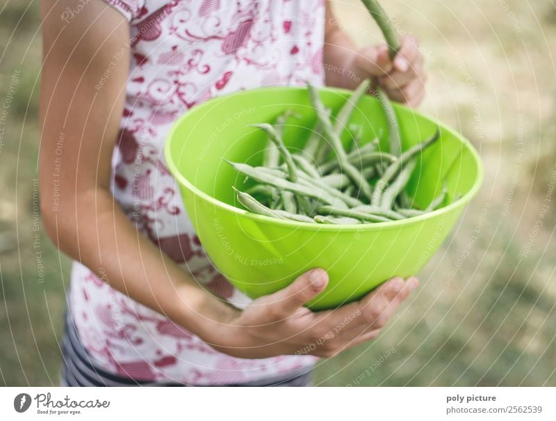 Bohnen-Ernte Gesunde Ernährung Freizeit & Hobby Spielen Kind Mädchen Junge Kindheit Jugendliche Leben Arme Hand 3-8 Jahre 8-13 Jahre 13-18 Jahre Natur Sonne