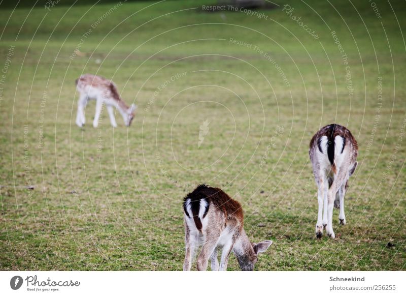 An Guadn Umwelt Natur Landschaft Pflanze Tier Herbst Gras Wiese Wildtier 3 Rudel füttern Fressen Reh Rehkitz Hinterteil Fell vertrocknet dünn Farbfoto