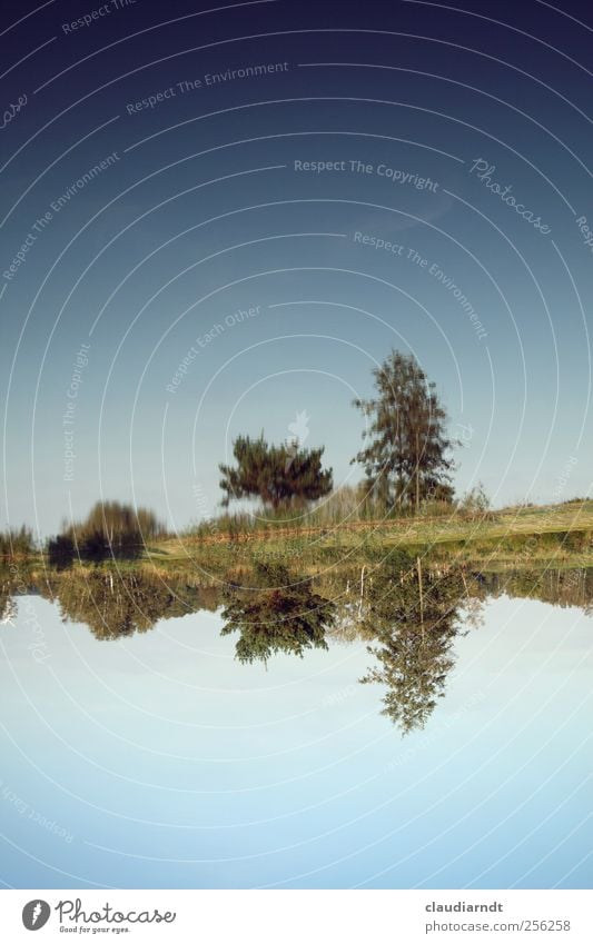 Verkehrte Welt Natur Landschaft Pflanze Wasser Himmel Wolkenloser Himmel Schönes Wetter Baum Gras Sträucher Teich See außergewöhnlich blau verkehrt